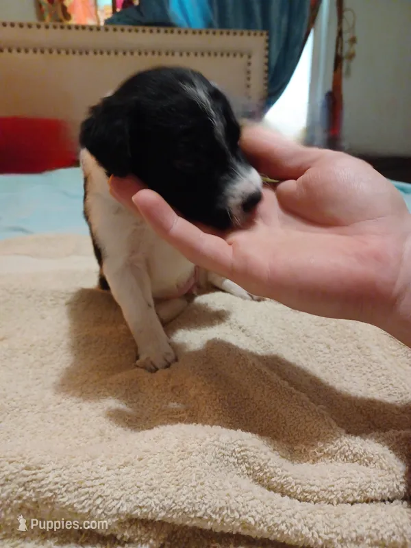 Matilda – Australian Cattle Dog, Border Collie puppy for sale in Brooklyn, MI