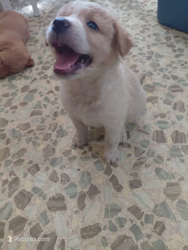 Lottie – Australian Cattle Dog, Border Collie puppy for sale in Brooklyn, MI