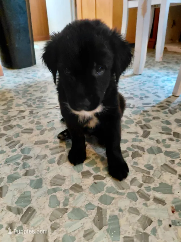Sir Benjamin – Australian Cattle Dog, Border Collie puppy for sale in Brooklyn, MI