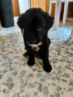 Sir Benjamin, a male Australian Cattle Dog and Border Collie for sale in Brooklyn, MI – 2 of 5