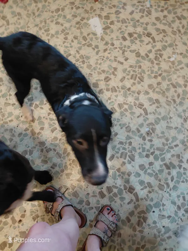 Sir Quest – Australian Cattle Dog, Border Collie puppy for sale in Brooklyn, MI