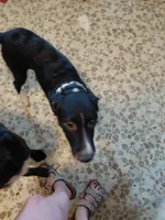Sir Quest, a male Australian Cattle Dog and Border Collie for sale in Brooklyn, MI – 1 of 8