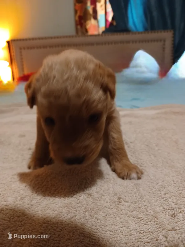 Sir Lockhart  – Australian Cattle Dog, Border Collie puppy for sale in Brooklyn, MI
