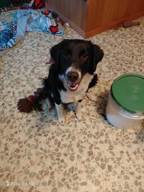 Beanie Baby – Australian Cattle Dog, Border Collie puppy for sale in Brooklyn, MI