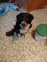 Beanie Baby, a female Australian Cattle Dog and Border Collie for sale in Brooklyn, MI – 1 of 3