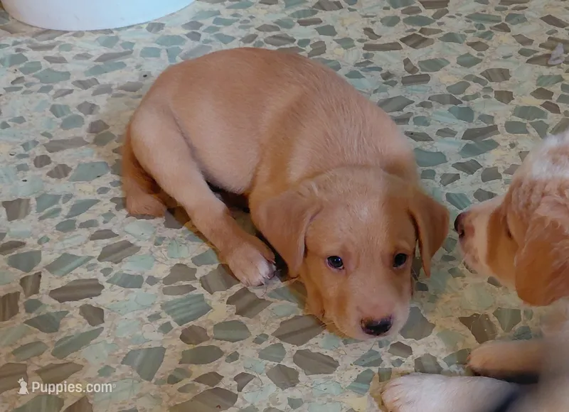 Lord Barnaby *Gold Coat* – Australian Cattle Dog, Border Collie puppy for sale in Brooklyn, MI