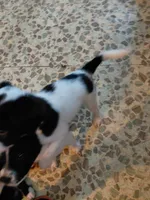 Dottie *Piebald Coat*, a female Australian Cattle Dog and Border Collie for sale in Brooklyn, MI – 4 of 6