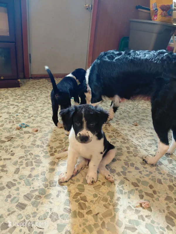 Sir Beauregard – Australian Cattle Dog, Border Collie puppy for sale in Brooklyn, MI