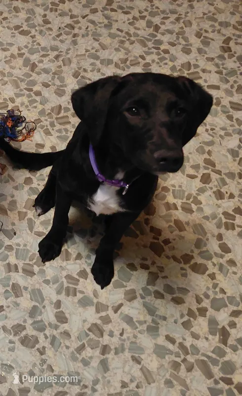 Starr Baby – Australian Cattle Dog, Border Collie puppy for sale in Brooklyn, MI