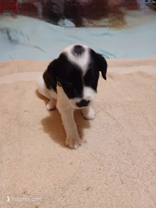 Dottie – Australian Cattle Dog, Border Collie puppy for sale in Brooklyn, MI