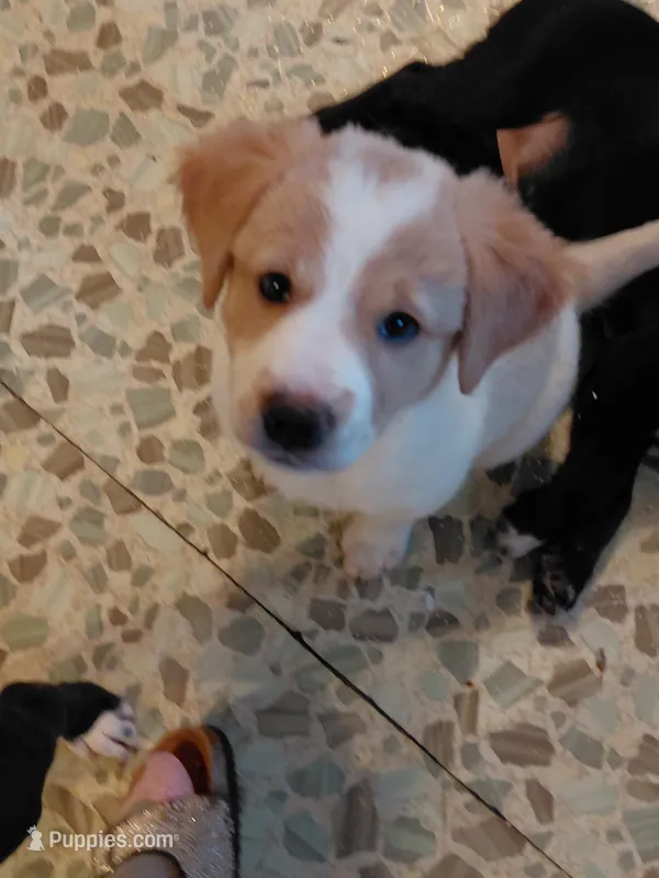 Lottie *Piebald Coat* – Australian Cattle Dog, Border Collie puppy for sale in Brooklyn, MI