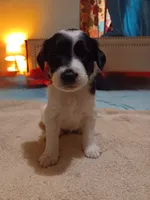 Dottie, a female Australian Cattle Dog and Border Collie for sale in Brooklyn, MI – 3 of 5