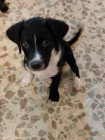 Sir Quest, a male Australian Cattle Dog and Border Collie for sale in Brooklyn, MI – 2 of 7