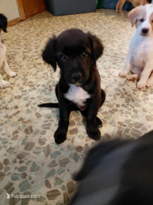 Sir Benjamin – Australian Cattle Dog, Border Collie puppy for sale in Brooklyn, MI