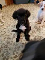 Sir Benjamin, a male Australian Cattle Dog and Border Collie for sale in Brooklyn, MI – 1 of 5