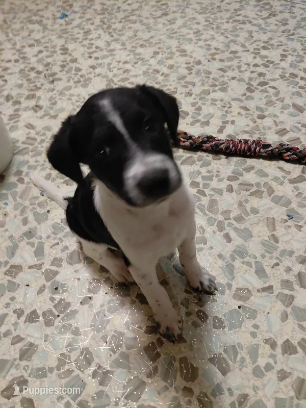 Matilda – Australian Cattle Dog, Border Collie puppy for sale in Brooklyn, MI