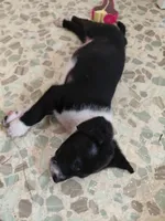 Mister Yoshi, a male Australian Cattle Dog and Border Collie for sale in Brooklyn, MI – 3 of 5