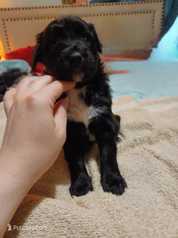 Sir Benjamin – Australian Cattle Dog, Border Collie puppy for sale in Brooklyn, MI