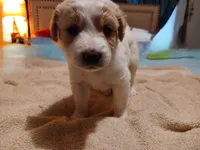 Lottie, a female Australian Cattle Dog and Border Collie for sale in Brooklyn, MI – 2 of 5
