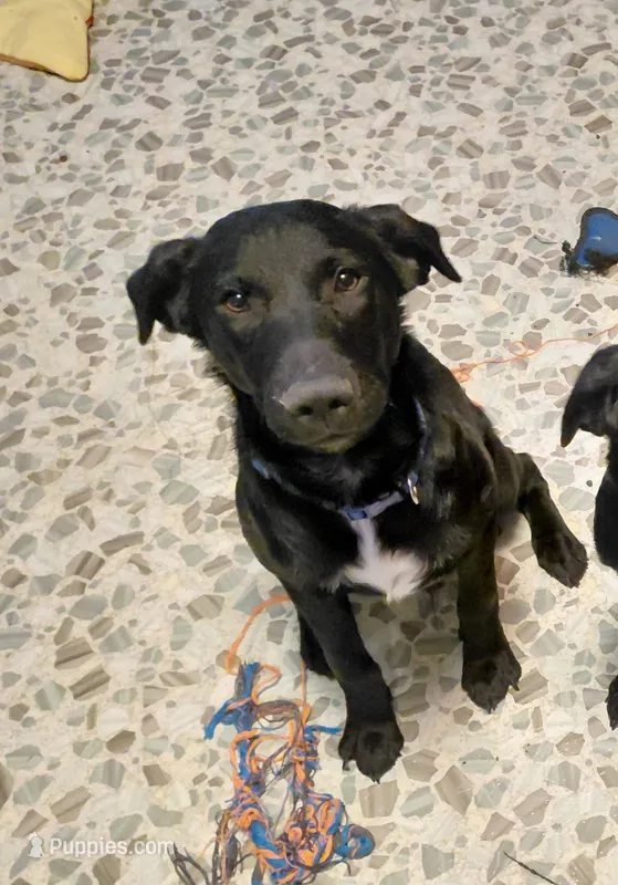 Wolfie Boy – Australian Cattle Dog, Border Collie puppy for sale in Brooklyn, MI