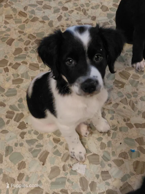 Dottie *Piebald Coat* – Australian Cattle Dog, Border Collie puppy for sale in Brooklyn, MI