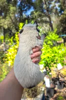AKC Iris, a female Australian Cattle Dog for sale in Penn Valley, CA – 3 of 8