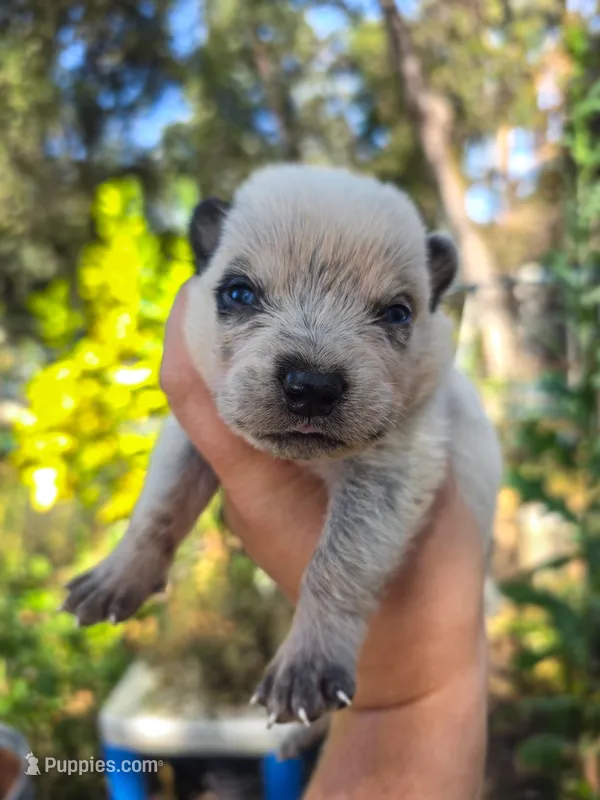 AKC Cedar – Australian Cattle Dog puppy for sale in Penn Valley, CA