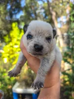 AKC Cedar, a male Australian Cattle Dog for sale in Penn Valley, CA – 1 of 7
