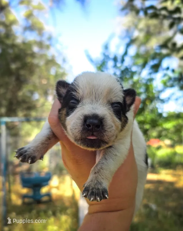 AKC Alder – Australian Cattle Dog puppy for sale in Penn Valley, CA