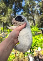 AKC Iris, a female Australian Cattle Dog for sale in Penn Valley, CA – 2 of 8