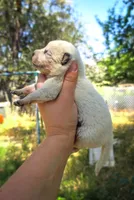 AKC Cedar, a male Australian Cattle Dog for sale in Penn Valley, CA – 5 of 7