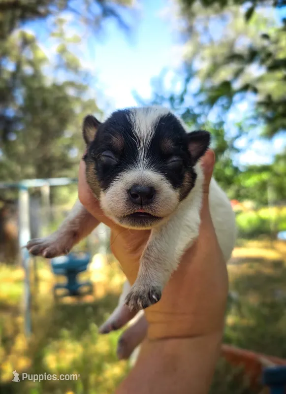 AKC Daisy – Australian Cattle Dog puppy for sale in Penn Valley, CA
