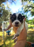 AKC Daisy, a female Australian Cattle Dog for sale in Penn Valley, CA – 1 of 5