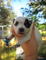 AKC Iris, a female Australian Cattle Dog for sale in Penn Valley, CA – 5 of 8