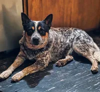 AKC Iris, a female Australian Cattle Dog for sale in Penn Valley, CA – 8 of 8