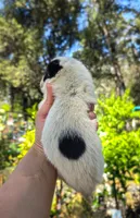 AKC Aspen, a male Australian Cattle Dog for sale in Penn Valley, CA – 3 of 9