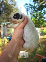 AKC Iris, a female Australian Cattle Dog for sale in Penn Valley, CA – 7 of 8
