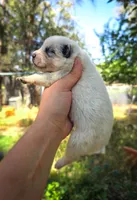 AKC Ivy, a female Australian Cattle Dog for sale in Penn Valley, CA – 5 of 7