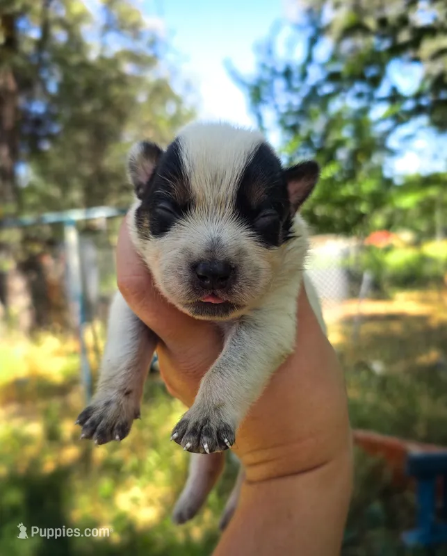 AKC Aspen – Australian Cattle Dog puppy for sale in Penn Valley, CA