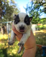 AKC Aspen, a male Australian Cattle Dog for sale in Penn Valley, CA – 1 of 5