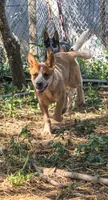 AKC Rusty, a male Australian Cattle Dog for sale in Penn Valley, CA – 2 of 2