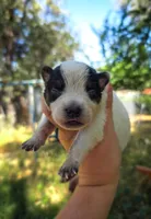AKC Oak, a male Australian Cattle Dog for sale in Penn Valley, CA – 1 of 4