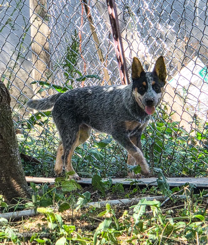 AKC Lillith – Australian Cattle Dog puppy for sale in Penn Valley, CA