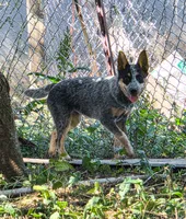 AKC Lillith, a female Australian Cattle Dog for sale in Penn Valley, CA – 1 of 2