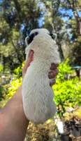 AKC Lily, a female Australian Cattle Dog for sale in Penn Valley, CA – 3 of 7