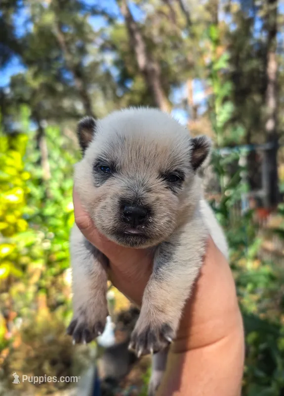 AKC Ivy – Australian Cattle Dog puppy for sale in Penn Valley, CA