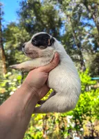 AKC Oak, a male Australian Cattle Dog for sale in Penn Valley, CA – 2 of 7