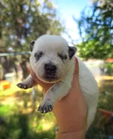 AKC Ivy, a female Australian Cattle Dog for sale in Penn Valley, CA – 4 of 7