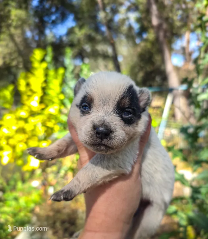 AKC Iris – Australian Cattle Dog puppy for sale in Penn Valley, CA