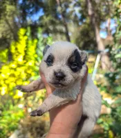 AKC Iris, a female Australian Cattle Dog for sale in Penn Valley, CA – 1 of 8